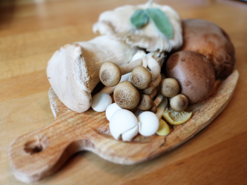  Variety of medicinal mushrooms