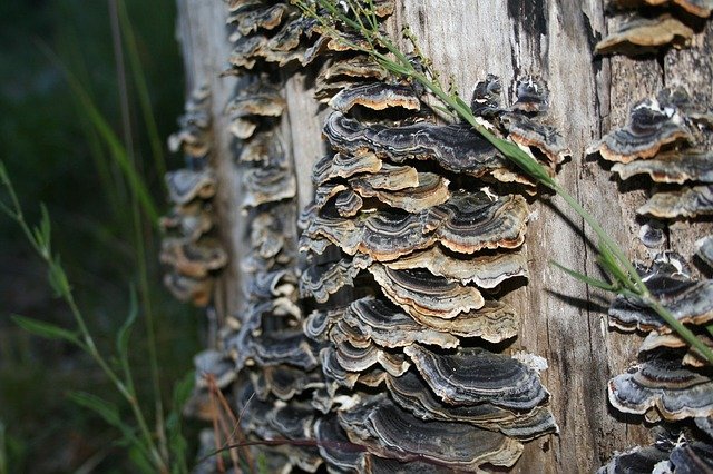 turkey tail mushrooms growing on a tree