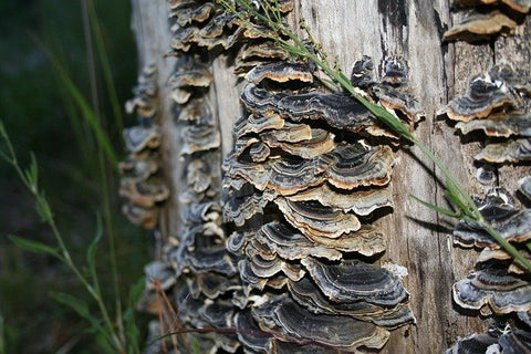 turkey tail mushrooms growing on a tree