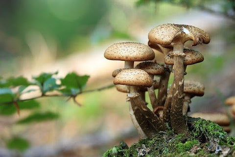A cluster of mushrooms growing together in the woods.