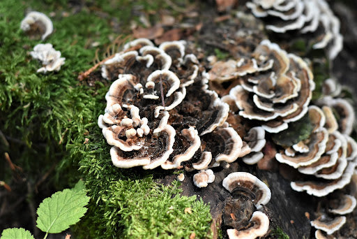 Mushroom growing on a root.